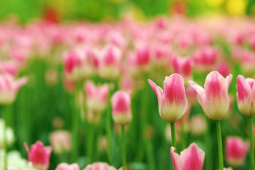 pink tulips