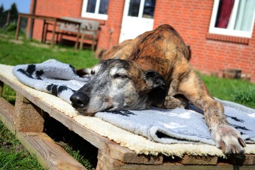 alter Hund liegt im Garten