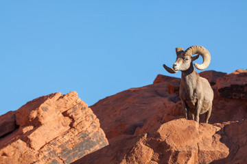 Naklejka premium Desert Bighorn Sheep Ram