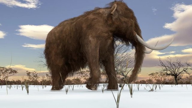 An animation of a Woolly Mammoth walking through a snowy field while pausing to graze on grass. The extinct Woolly Mammoth was an enormous mammal that once roamed the vast Ice Age northern landscapes.