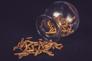 Worms as food in packshot