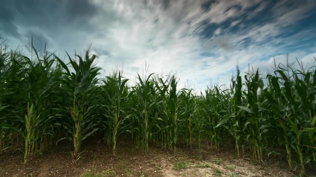 Corn Field Time lapse