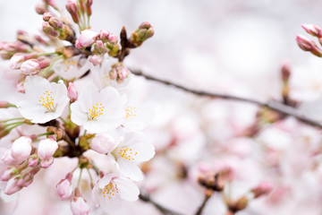 桜