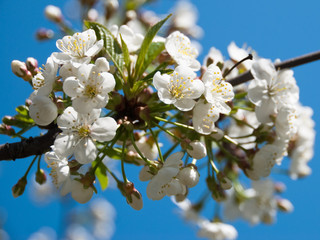 Cherry blossoms