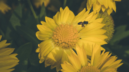 insect feeding on a flower