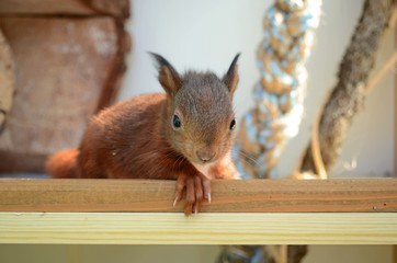 junges Eichhörnchen