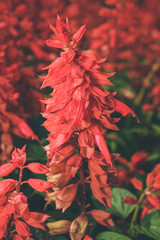 Beautiful fresh flower