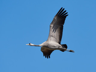 Common crane (Grus grus)