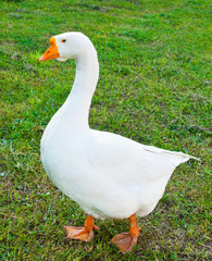 white goose on green grass
