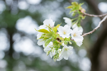 白い桜