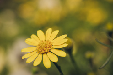 Obraz premium Beautiful fresh flower