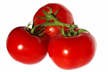 Three red tomatoes on a green branch on a white background