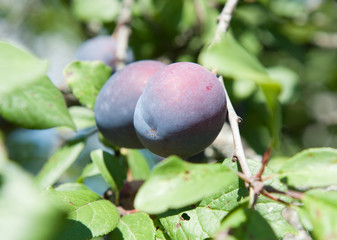 plums on the tree branches, close up