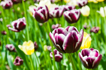 beautiful tulips, spring day