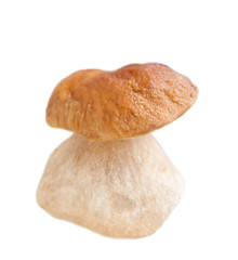 Cep mushroom (Boletus edulis), isolated on white background 
