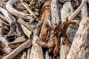 Piles of Drifwood Closeup
