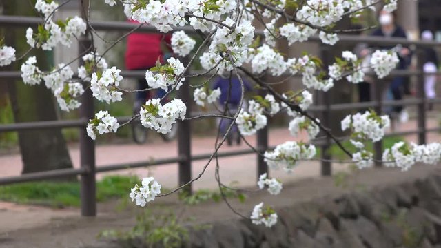 桜の木と人々・4K_4-111