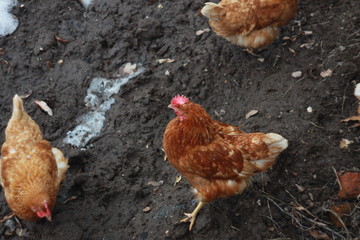 Куры на фоне пашни