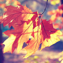 Oak leaves in autumn in back light