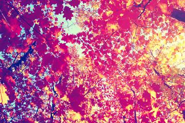 Obraz na płótnie Canvas Autumn trees in sunny day