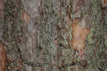 Фон сосновой коры с лишайником © heshixin