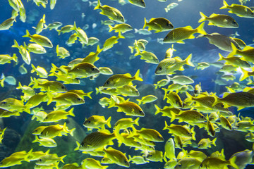 Naklejka na ściany i meble Underwater view of marine life