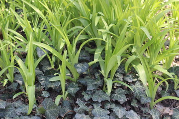 Ivy near the sprouts of spring flowers