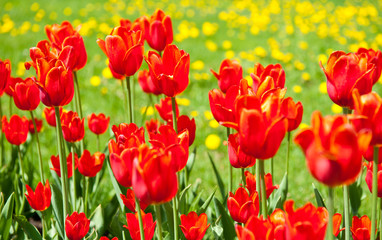 Fototapeta na wymiar red tulips in sunny spring day 