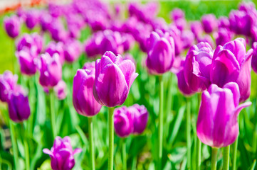 Obraz premium Purple tulips in sunny day 