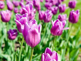 tulips  in sunny spring day