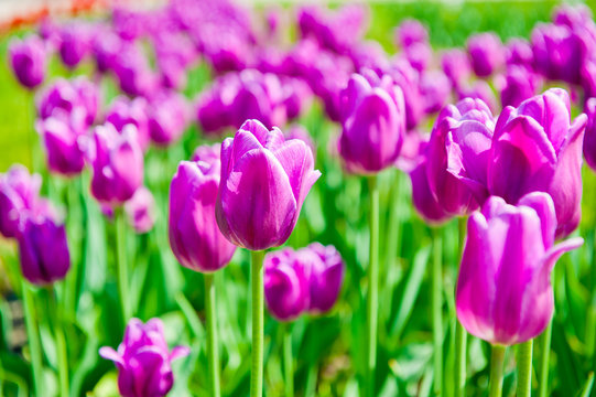 Purple tulips in sunny day 