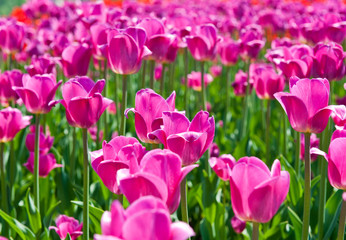 Obraz premium pink tulips in sunny spring day 