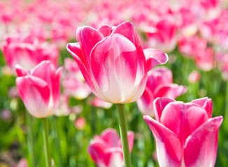 Fototapeta na wymiar pink tulips close up in sunny spring day 