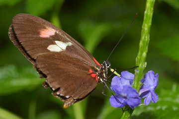 Exotischer Schmetterling