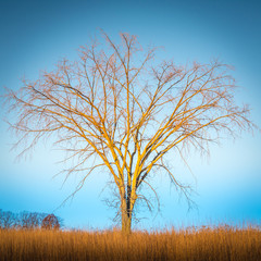 Obraz premium Spread