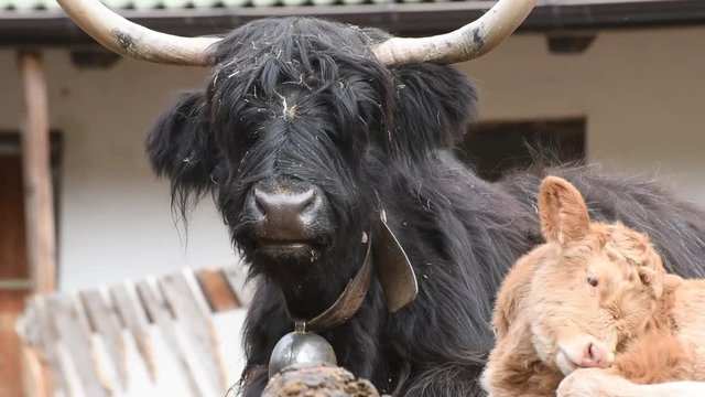 mucca mucche animale animali mucche scozzesi pelo lungo ruminare corna