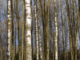 Birkenbäume im Frühling - Schlechte Zeiten für Pollenallergiker