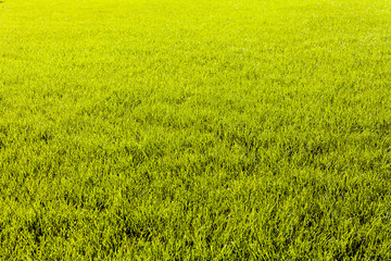 Obraz premium Green grass