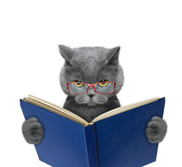 Evil cat in glasses is reading a book