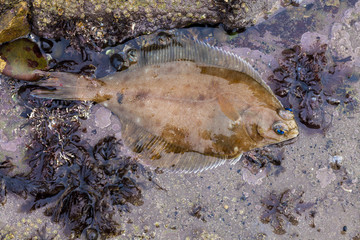 Common Dab. Flatfish.