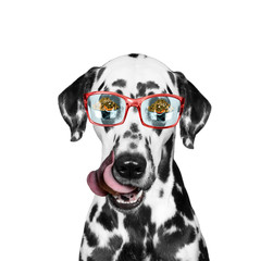 Dog is hungry and food reflected in his glasses