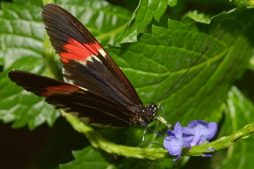 Fototapeta premium Exotischer Schmetterling 
