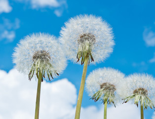 white dandelions against blue sky with white clouds