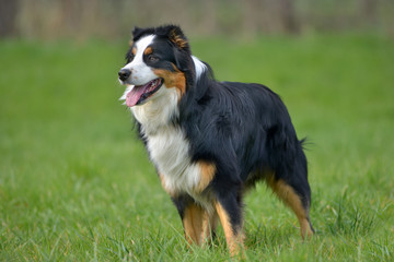 Australian Shepherd