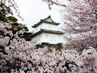 府内城址公園　桜