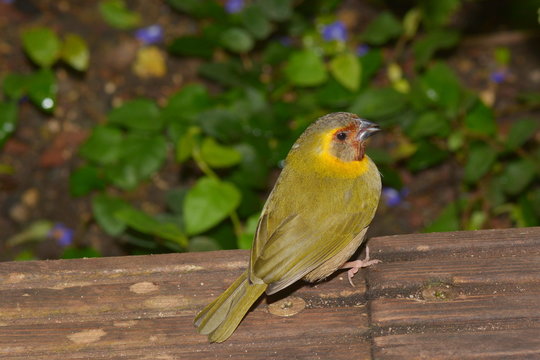 Kleiner Finkenvogel