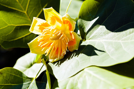 Tulip Tree Flower