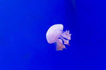 Jellyfish Underwater