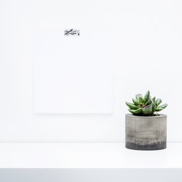 Mock up. Succulent in concrete planter. Modern home. Place for picture or text.