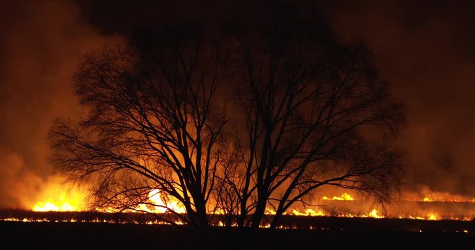Night Fire In The Field. Dry grass burning around big tree. Amazing picture. Burning field near Chernobyl disaster zone